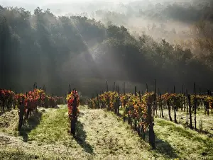 Images Dated 26th October 2013: Europe; Italy; Tuscany; Chianti; Autumn Vinyards with Bright Color and Foggy Morning