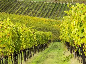 Images Dated 24th October 2013: Europe; Italy; Tuscany; Chianti; Autumn Vinyards Rows with Bright Color