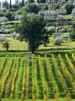 Europe; Italy; Tuscany; Chianti; Autumn Vinyards Rows with Bright Color