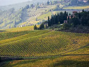 Images Dated 24th October 2013: Europe; Italy; Tuscany; Chianti; Autumn Vinyards Rows with Bright Color
