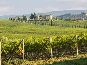 Europe; Italy; Tuscany; Chianti; Autumn Vinyards Rows with Bright Color