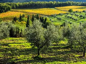 Images Dated 25th October 2013: Europe; Italy; Tuscany; Chianti; Autumn Vinyards Rows with Bright Color