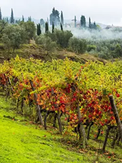 Images Dated 28th October 2013: Europe; Italy; Tuscany; Chianti; Autumn Vinyards Rows with Bright Color