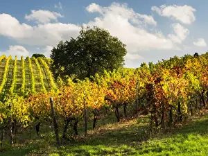 Images Dated 28th October 2013: Europe; Italy; Tuscany; Chianti; Autumn Vinyards Rows with Bright Color