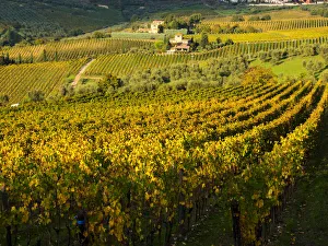 Away From It All Prints: Europe; Italy; Tuscany; Chianti; Autumn Vinyards Rows with Bright Color
