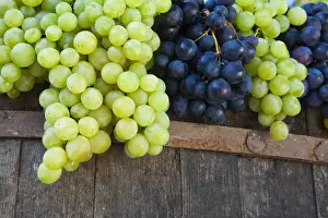 Planting Prints: Europe; Italy; Tuscany; Chianti; Freshly Harvested Grapes