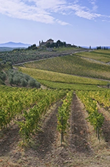 Tuscan Prints: Europe, Italy, Tuscany, Chianti, Vineyard