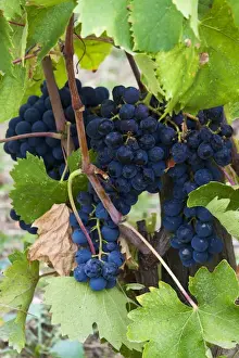 Planting Prints: Europe; Italy; Tuscany; Chianti; Vineyards with Grapes Ready for Harvest