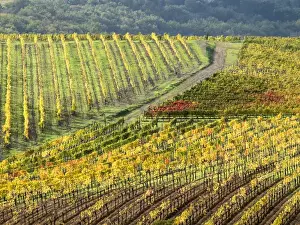 Images Dated 6th November 2013: Europe, Italy, Tuscany. Colorful vineyards in autumn in the Val d Orcia region