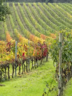 Agricultural Field Prints: Europe, Italy, Tuscany. Colorful vineyards in autumn in the Val d Orcia region