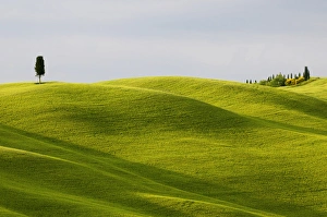 Images Dated 20th May 2011: Europe, Italy, Tuscany. Cypress tree and wheat fields