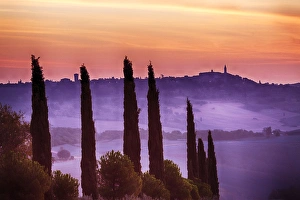 Landform Prints: Europe; Italy: Tuscany; Cypress trees with Morning Fog