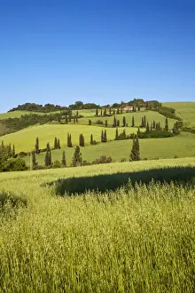 Winding Prints: Europe; Italy; Tuscany; Famous Zig-Zag Road through the Hillside of Tuscany