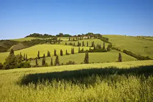 Images Dated 18th May 2010: Europe; Italy; Tuscany; Famous Zig-Zag Road through the Hillside of Tuscany