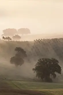 Images Dated 14th May 2010: Europe, Italy, Tuscany. Fog drifts around vines and olive trees at sunrise