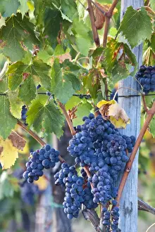 Full Prints: Europe; Italy; Tuscany; Grapes ready for Harvest on The Tuscan Hills