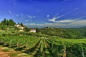 Greve Prints: Europe, Italy, Tuscany, Greve. The vineyards of Castello di Verrazzano