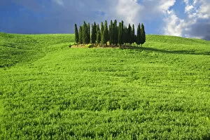 Images Dated 25th May 2006: Europe, Italy, Tuscany. Group of cypress trees near village of San Quirico d Orcia