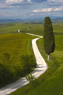 Images Dated 21st May 2010: Europe; Italy; Tuscany; Icon Lone Tree and Winding Road