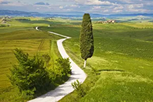Images Dated 21st May 2010: Europe; Italy; Tuscany; Icon Lone Tree and Winding Road