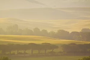 Europe, Italy, Tuscany, Layers of Trees and Wheat Fields in the Fog