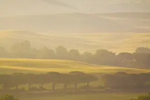 Oak Tree Prints: Europe, Italy, Tuscany, Layers of Trees and Wheat Fields in the Fog