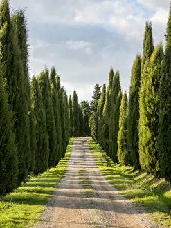 Europe; Italy; Tuscany; Long Driveway lined with Cypress trees