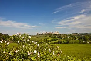 Europe; Italy; Tuscany; Monteriggioni; View Through Roses from Wheat Field of