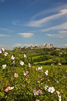 Europe; Italy; Tuscany; Monteriggioni; View Through Roses from Wheat Field of