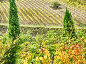 Full Prints: Europe; Italy; Tuscany; Monticiano; Small Shed in Harvest Vineyard