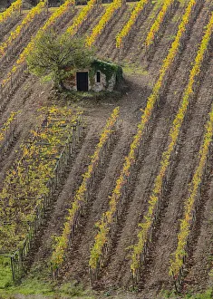 Full Prints: Europe; Italy; Tuscany; Monticiano; Small Shed in Harvest Vineyard