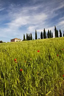 Europe; Italy; Tuscany; Pienza; Villa with Wheat Fields, Cypress Trees and Poppies
