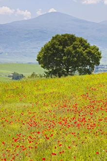 Strength Prints: Europe; Italy; Tuscany; Poppy Field and Lone Tree