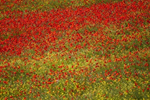 Images Dated 20th May 2010: Europe; Italy; Tuscany; Poppy Fields In Full Bloom