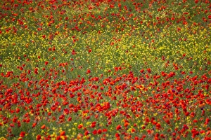 Full Prints: Europe; Italy; Tuscany; Poppy Fields In Full Bloom