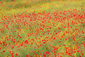 Europe; Italy; Tuscany; Poppy Fields In Full Bloom