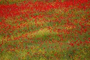 Images Dated 20th May 2010: Europe; Italy; Tuscany; Poppy Fields In Full Bloom