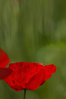 Images Dated 18th May 2010: Europe; Italy; Tuscany; Poppy In Spring Bloom