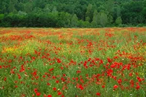 Images Dated 17th March 2005: Europe, Italy, Tuscany, red poppies in field
