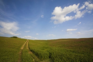 Images Dated 22nd May 2007: Europe, Italy, Tuscany, Back Road Leading Through Field of Clover