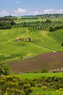Full Prints: Europe; Italy; Tuscany; Rolling Hills of Spring Wheat Fields