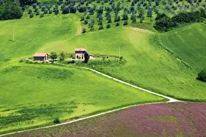 Images Dated 18th May 2010: Europe; Italy; Tuscany; Rolling Hills of Spring Wheat Fields