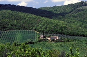 Hilly Prints: Europe, Italy, Tuscany. Scenic vineyard villa