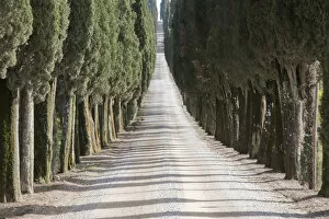 Europe Italy Tuscany Tree Lined Road