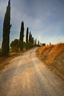 Images Dated 21st September 2011: Europe; Italy: Tuscany; Tuscan Cypress Lined Back Road