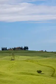 Rolling Prints: Europe; Italy; Tuscany; Tuscan Green Rolling Hills