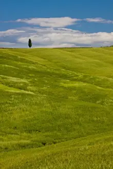 Images Dated 21st May 2010: Europe; Italy; Tuscany; Tuscan Green Rolling Hills