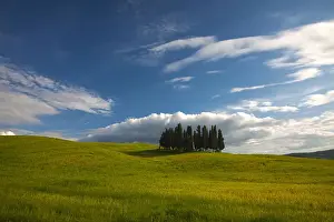 Strength Prints: Europe; Italy; Tuscany; Tuscan Hill Side Cypress Tree Grouping