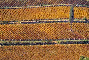 Cypress Prints: Europe, Italy, Tuscany. Vineyard in fall color and cypress tree