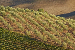 Images Dated 25th September 2010: Europe; Italy; Tuscany; Vineyard and Olive Grove